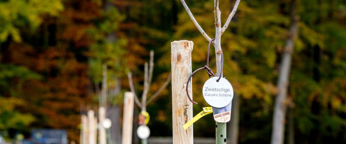 Eine Obstbaumallee für Dieburg: Wir pflanzen Bäume!